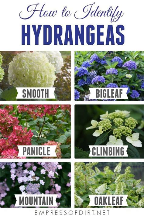 Hydrangea Growing Tips Identify Pruning And Flowers Empress Of