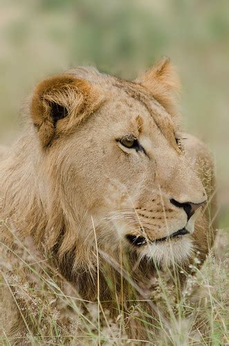 Sub Adult Male Lion Lion Karongwe Game Reserve South Afr W