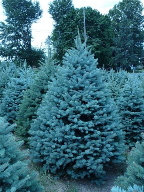 50 Blue Spruce Seeds For Planting Colorado Blue Spruce Etsy