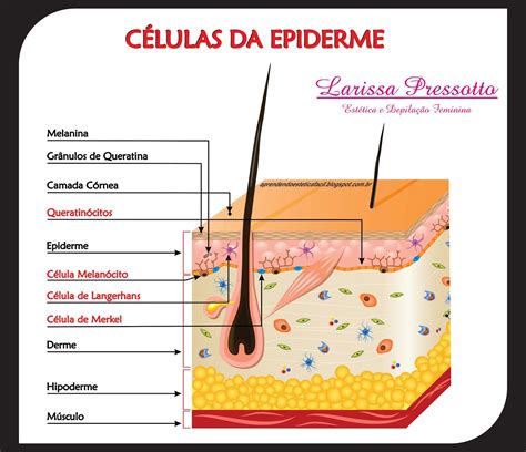 Aprendendo Estética Fácil Sistema Tegumentar Pele Células Da