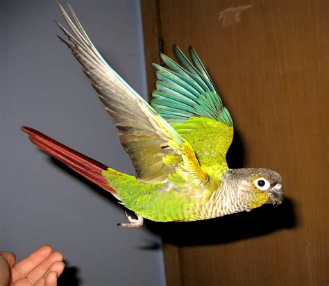 Green Cheeked Conure Facts Habitat Diet Adaptations Pictures