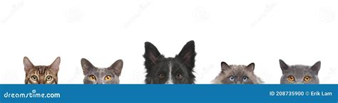 Cropped View Of Dog Head And Cats Heads Stock Photo Image Of View