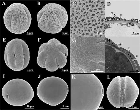 Light Scanning And Transmission Electron Micrographs Of Lamiid