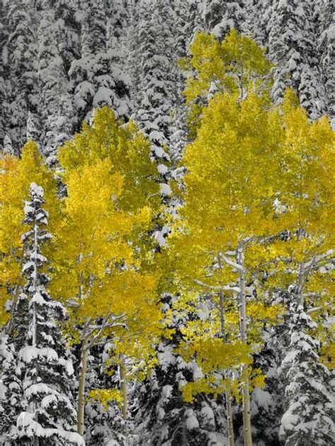 Colorado Fall Bing Wallpaper Download