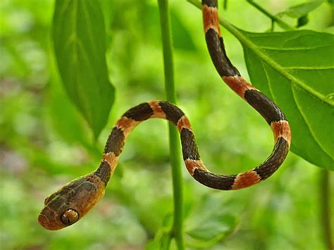 Yucatán Blunt Headed Tree Snake Life List Blog Posts