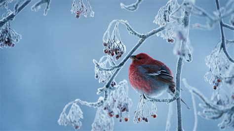 Wallpaper Winter Snow Birds 1920x1080 Rhaelrond 1969233 Hd