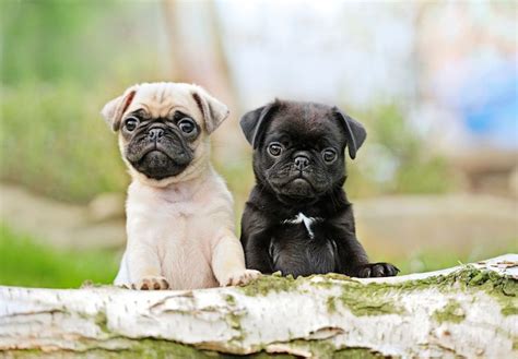 15 Süße Hunde Entzückende Hunderassen Mit Bilder Dogbible