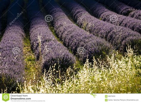 Lavender Field Nr Sault The Vaucluse Provence France Stock Image