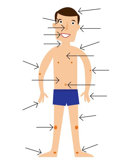 The study of the human body involves branches such as anatomy (concerned with the bodily structure and separation of parts), physiology (normal functions of body parts), histology (study of the microscopic structure of tissues). Free Body Cliparts, Download Free Body Cliparts png images, Free ClipArts on Clipart Library