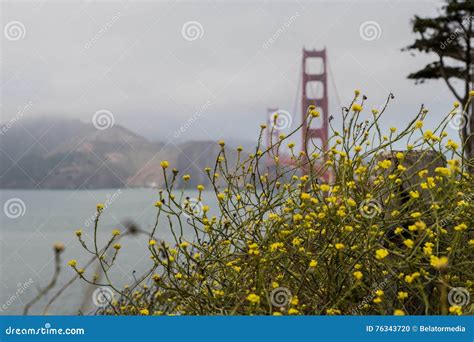 Coastal Wildflowers By The Golden Gate Stock Photo Image Of Golden