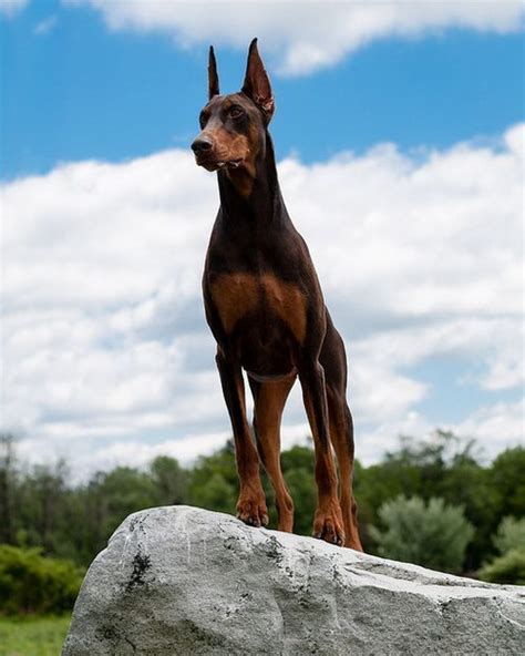 Maybe you would like to learn more about one of these? Doberman Pinscher More | Doberman pinscher, Doberman ...