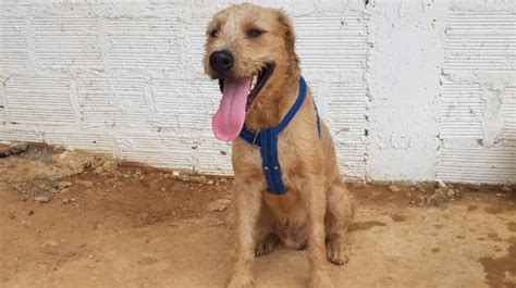 The latest tweets from cusumbo (@cusumbocolombia). Cusumbo, canino hallado en una estación de Metrolínea, busca hogar | Metrolínea