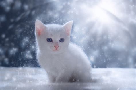 Sweet Kitten In Snow