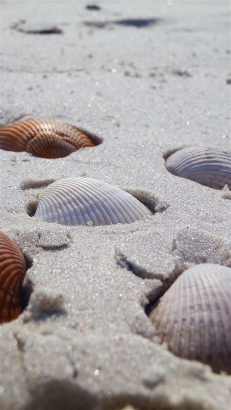 Pin By Lixy On Fondo Pantalla Celular Shells And Sand Sea Shells Ocean