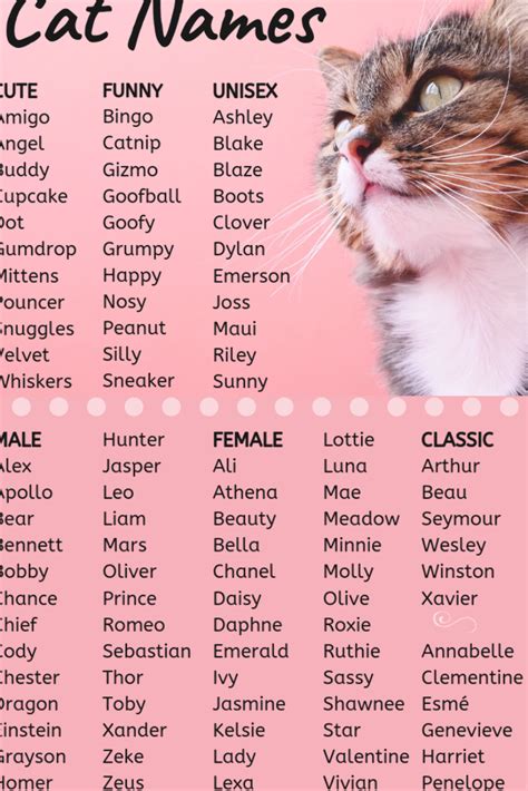 A Cat Named After Names On A Pink Background With Polka Dots And The