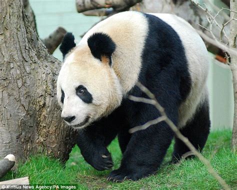 Giant Panda Calls Let The Bears Know The Identity Of Their Neighbours