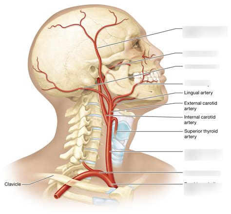 Anatomy Week4 Arteries Of The Head Neck Diagram Quizlet