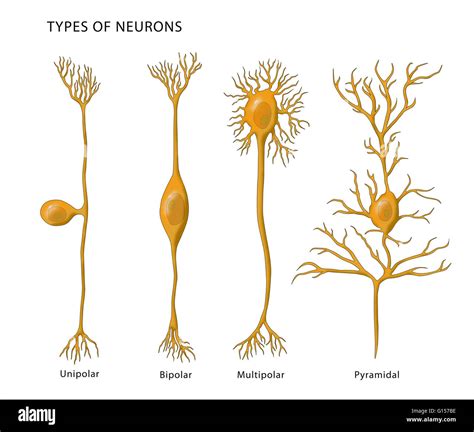 Tipos De Neuronas Ejemplos Clasificacion Y Caracteristicas Images