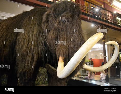 A Woolly Mammoth In The Victorian Natural History Gallery Ipswich