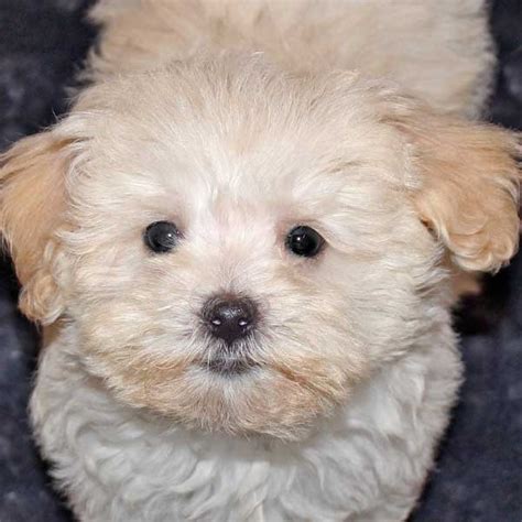 Angelheart havanese puppies for sale, havanese dogs. Havapoo Puppy for Sale in Boca Raton, South Florida.