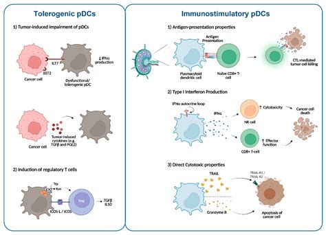 Ijms Free Full Text Plasmacytoid Dendritic Cells As A Novel Cell Based Cancer Immunotherapy