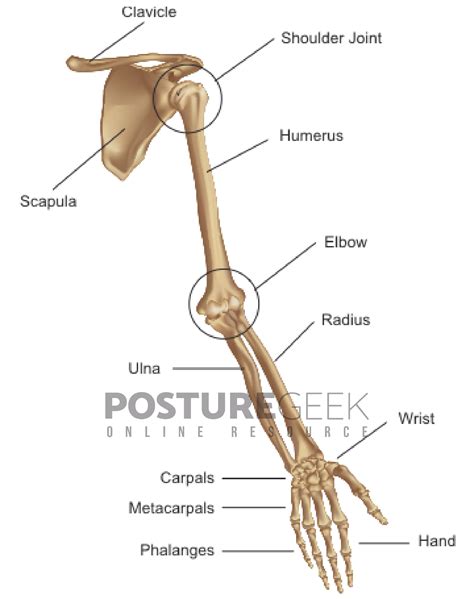 Shoulder Girdle And Upper Extremity Posture Geek