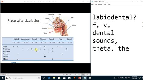 articulatory phonetics consonants by place of articulation linguistics youtube