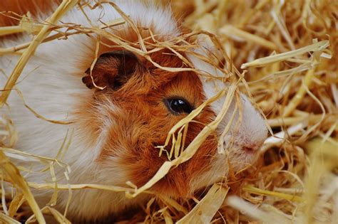 Guinea Pig Care A Beginners Guide Pethelpful