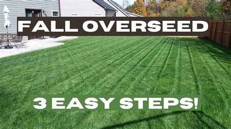 Fall Overseed Fescue Lawns 3 Basics For The Average Homeowner Youtube