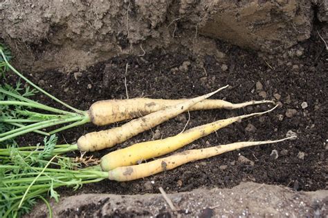 Double Digging For Flawless Root Crops Black Gold