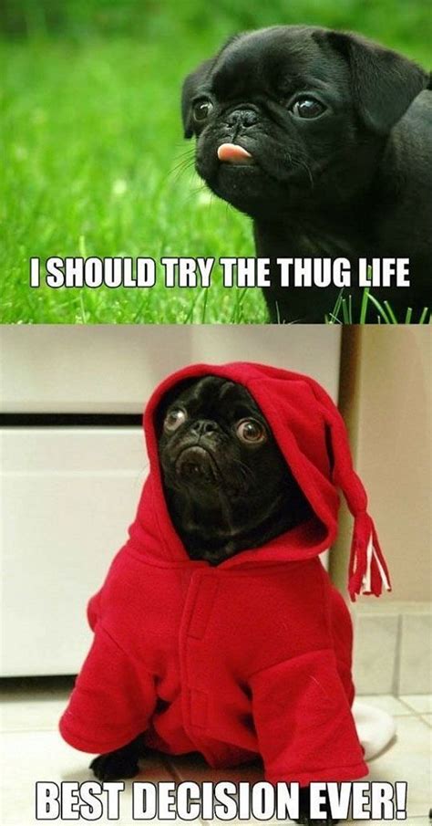 Gangster Pug Pugs Funny Funny Animal Jokes Cute Funny Animals