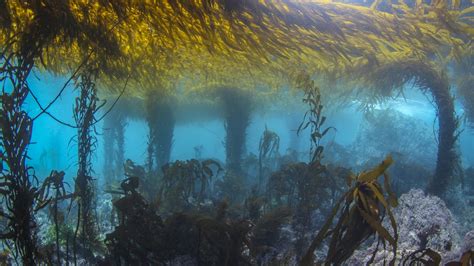 How The Lush Underwater Forests Of The Arctic Are And Why They Are