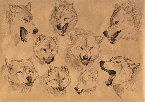 The Wolf Emotions By Anisis On Deviantart