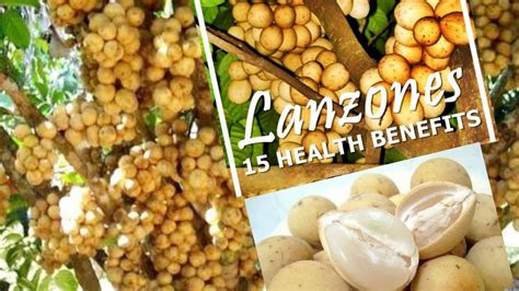 15 Amazing Health Benefits Of Lanzones Fruit Lansones Youtube
