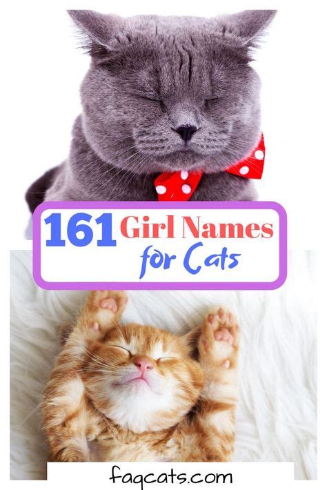161 Female Tabby Cat Names You Will Love Tabby Cat Names Cat Breeds
