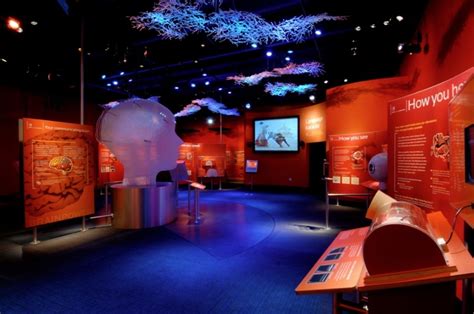 Museum Exhibits And Environments By Art Guild In 2023 Science Center Exhibition Design