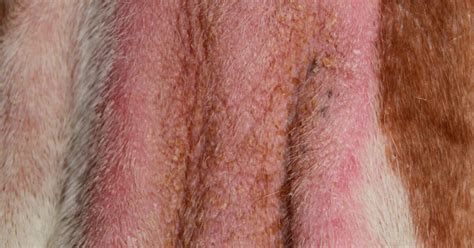The Importance Of Recognising The Role Of Malassezia Dermatitis In The