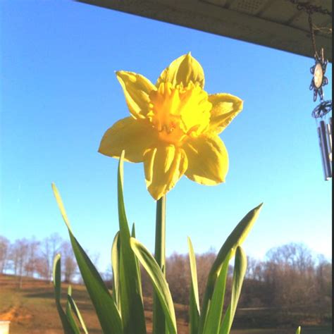 Daffodil On A Sunny Spring Day Daffodils Spring Day Happy Easter