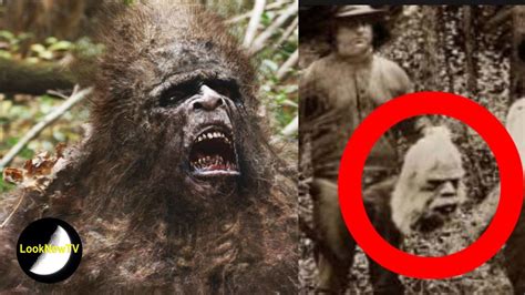 5 Best Bigfoot Sightings Caught On Camera Doovi