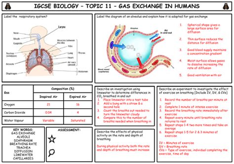 Igcse Biology Topic 11 Gas Exchange Summary Teaching Resources