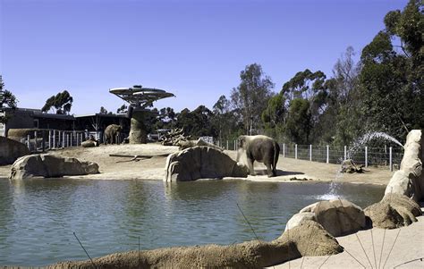 Elephant Odyssey At The San Diego Zoo