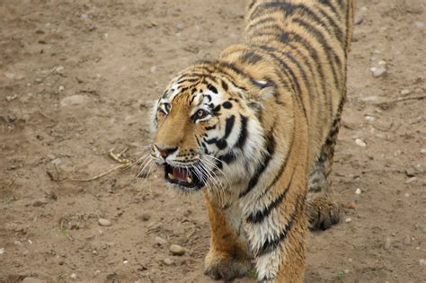 Yorkshire Wildlife Park 062011 327 Amura Tiger Andrew Burling Flickr