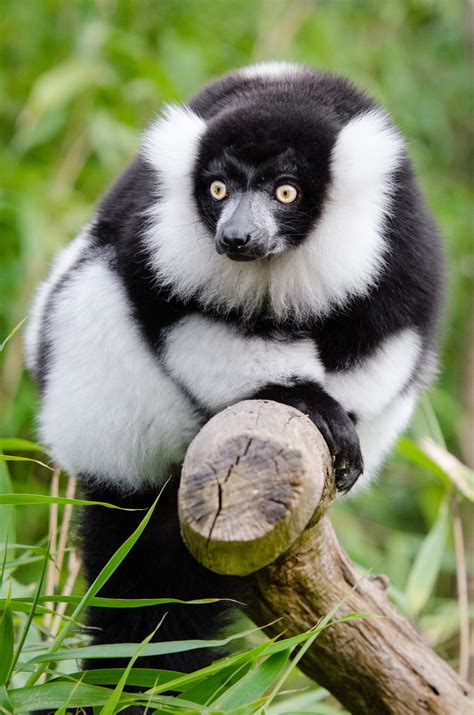Free Images Bokeh Wildlife Beak Mammal Fauna Primate Gibbon