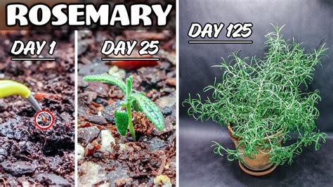 Growing Rosemary Plant From Seed 125 Days Time Lapse Youtube