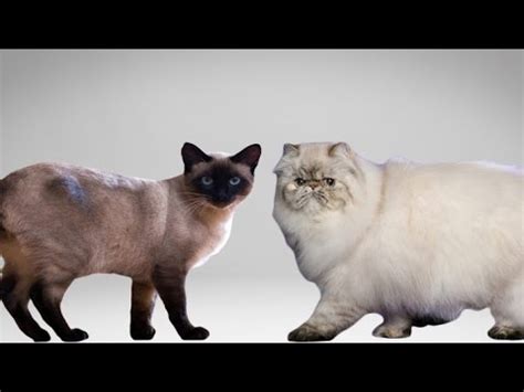 Siamese Cat vs Persian Cat - Understanding The Differences ...