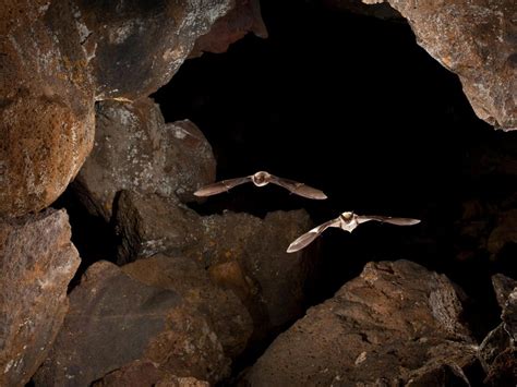 Bat Cave Bing Wallpaper Download