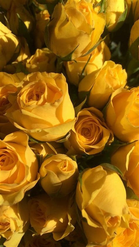 Yellow Rose Aesthetic Wallpapers Pastel Words Quotes And Wallpaper G