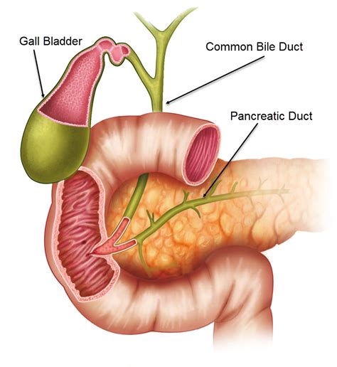 Gallbladder Duct Anatomy Of The Pancreas Liver Duodenum And Stomach Images