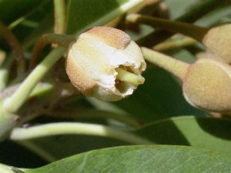 Manilkara Sapota Sapotaceae