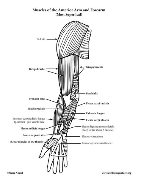 Arm And Forearm Muscles Anterior View Advanced